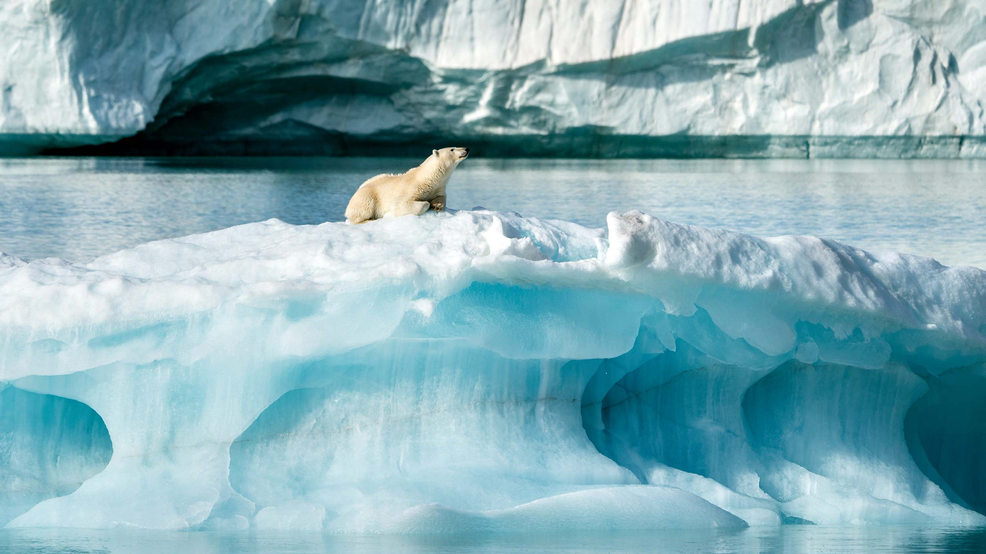 eyos-arctic-svalbard-polar-bear-by-justin-hofman-2560